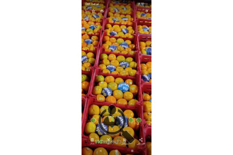 سورتینگ و بسته بندی مرکبات پارس شمال در جویبار 