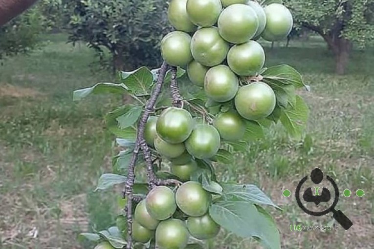 نهالستان نهال برتر در میاندوآب