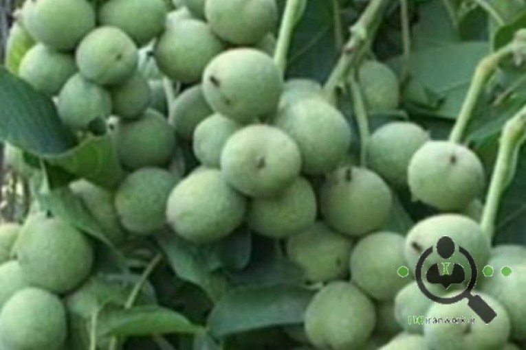 نهالستان نهال برتر در میاندوآب