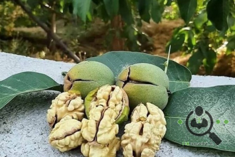 نهالستان نهال برتر در میاندوآب