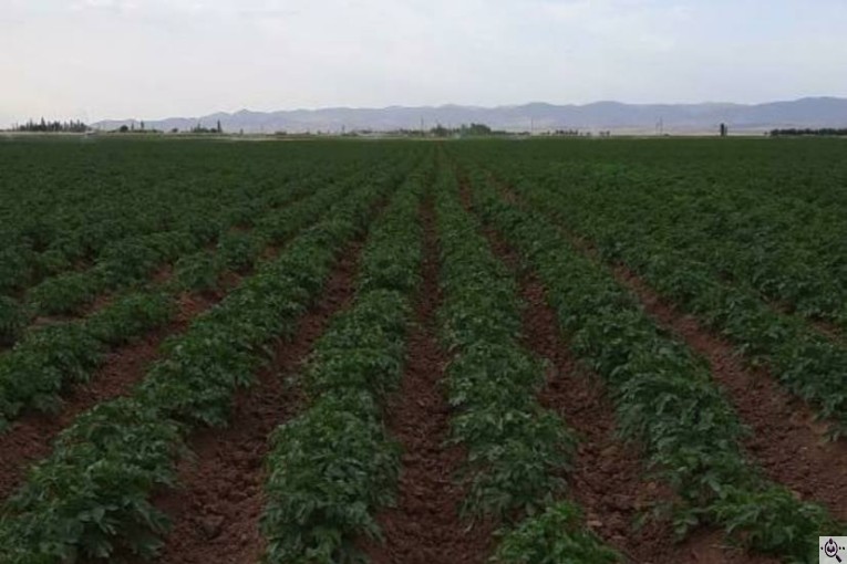 سردخانه سیب زمینی مفتون در همدان 