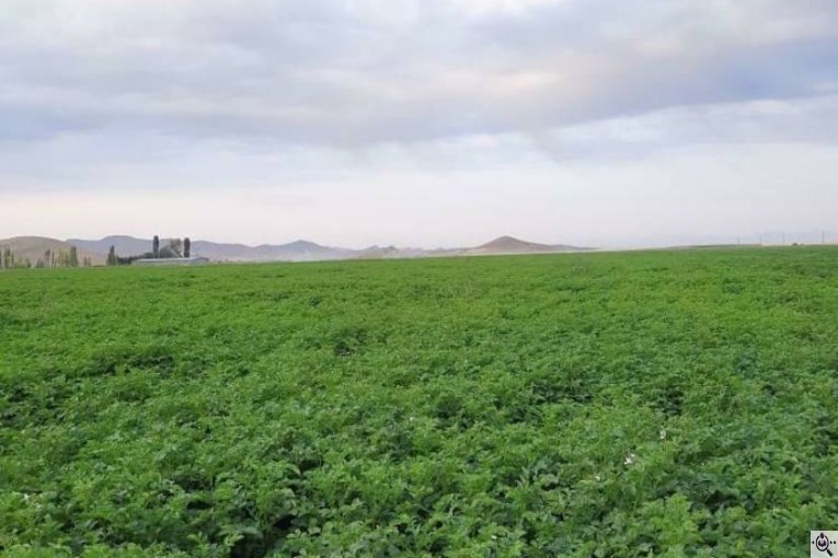 سردخانه سیب زمینی مفتون در همدان 