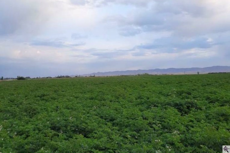 سردخانه سیب زمینی مفتون در همدان 