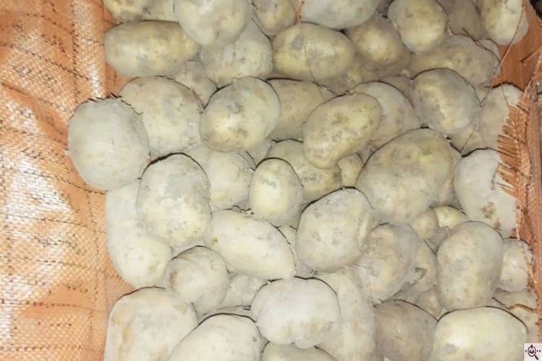 سردخانه سیب زمینی مفتون در همدان 
