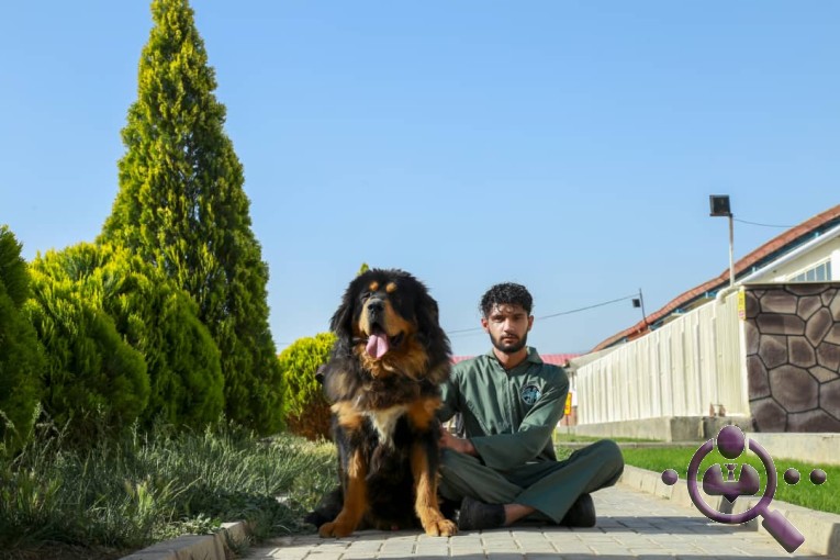 باشگاه پرورش سگ اطلس دام پارسیان در نظرآباد