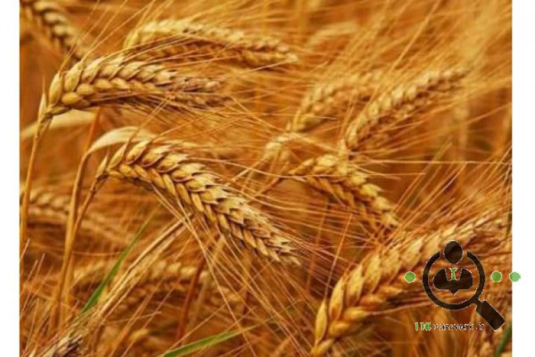 سیلو گندم پارسیان در میانه