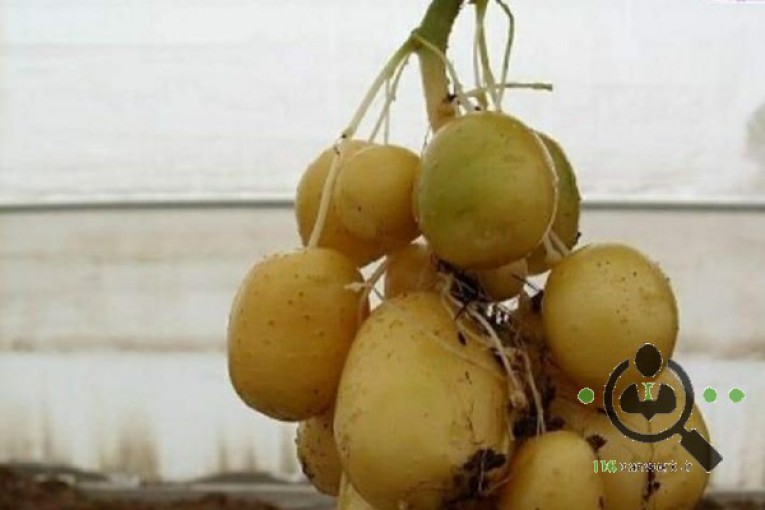 شرکت تولید بذر اگریگو در فریدن