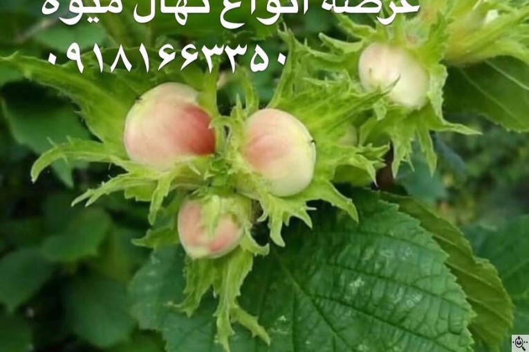 مجموعه گل و گیاه ماشالله در محلات