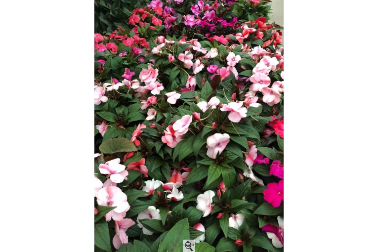 مجموعه گل و گیاه ماشالله در محلات