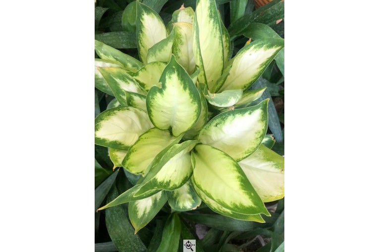 مجموعه گل و گیاه ماشالله در محلات