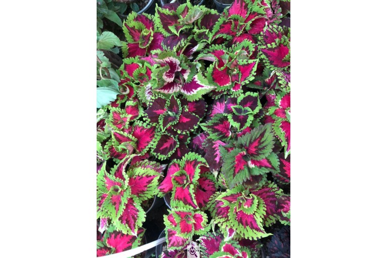 مجموعه گل و گیاه ماشالله در محلات