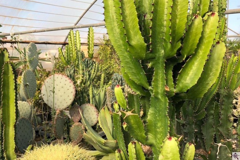 مجموعه گل و گیاه ماشالله در محلات