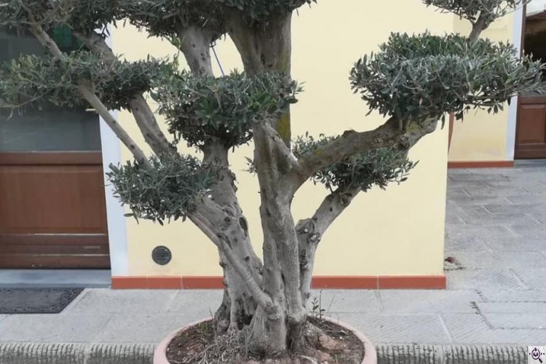 مجموعه گل و گیاه ماشالله در محلات