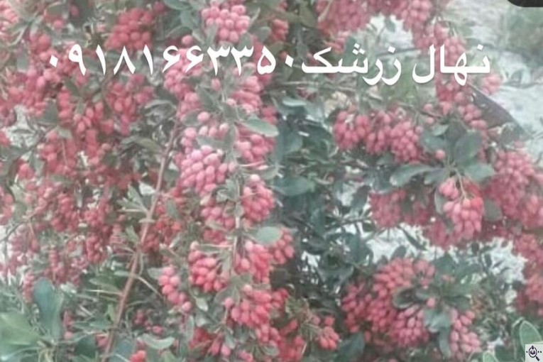 مجموعه گل و گیاه ماشالله در محلات