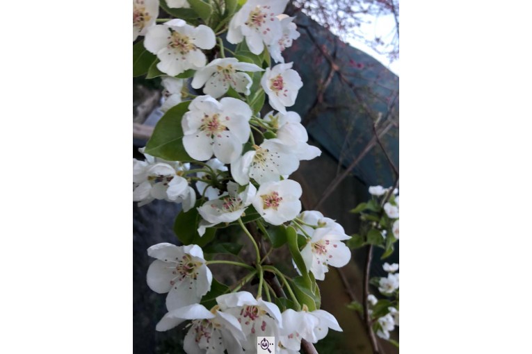 مجموعه گل و گیاه ماشالله در محلات