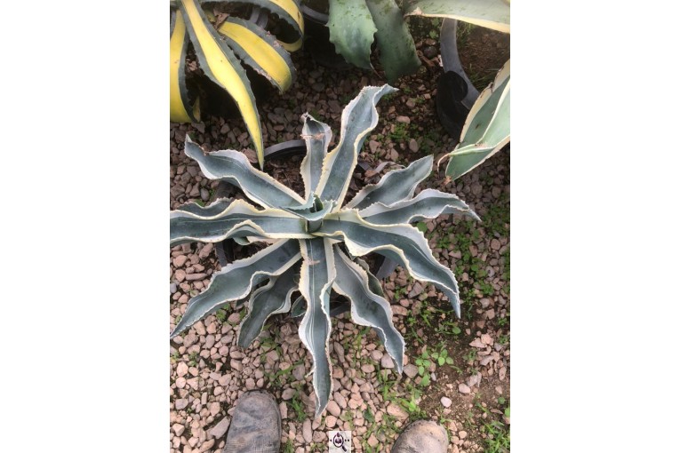 مجموعه گل و گیاه ماشالله در محلات