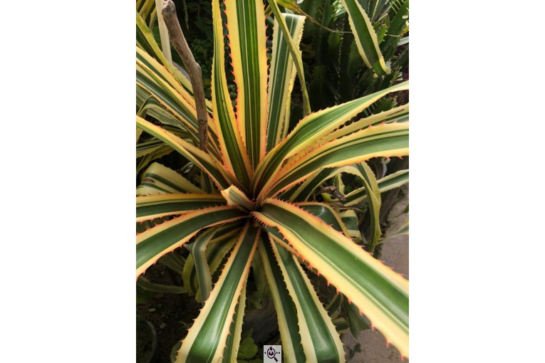 مجموعه گل و گیاه ماشالله در محلات