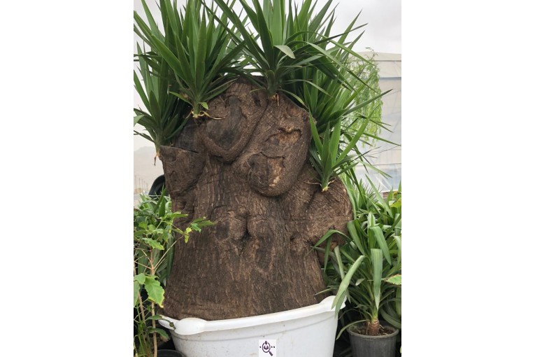 مجموعه گل و گیاه ماشالله در محلات