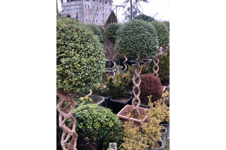 مجموعه گل و گیاه ماشالله در محلات