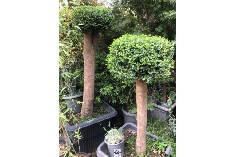 مجموعه گل و گیاه ماشالله در محلات