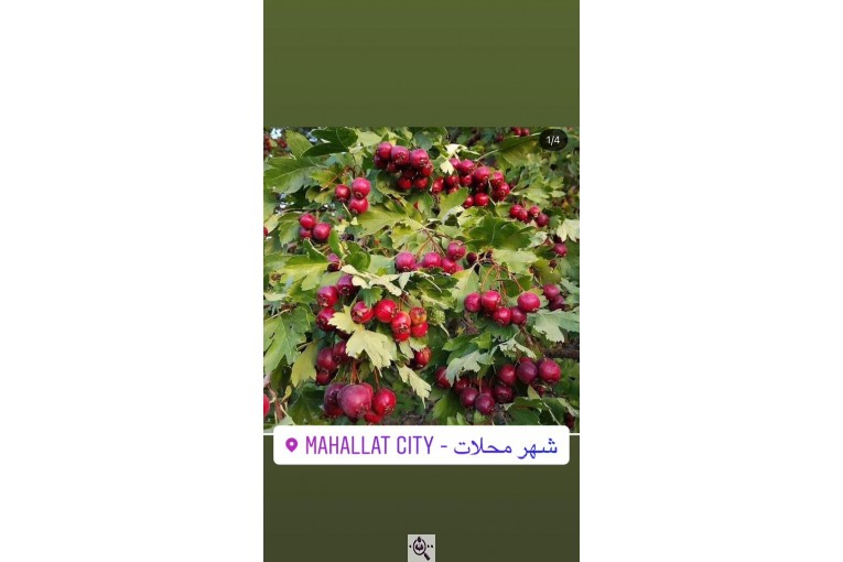 مجموعه گل و گیاه ماشالله در محلات