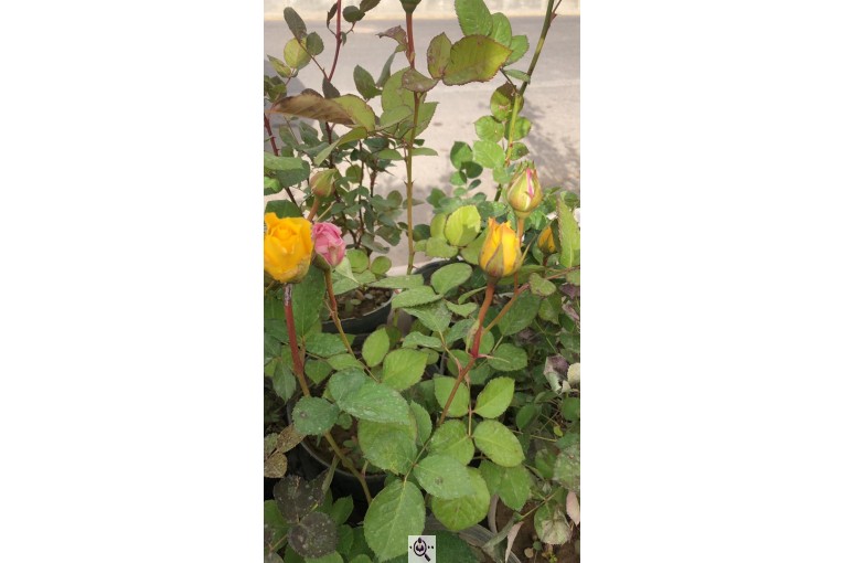 مجموعه گل و گیاه ماشالله در محلات