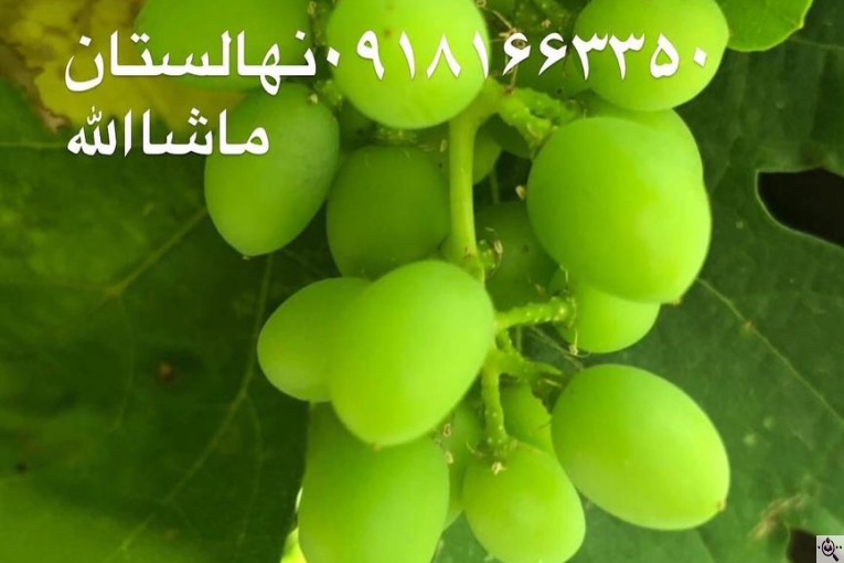 مجموعه گل و گیاه ماشالله در محلات