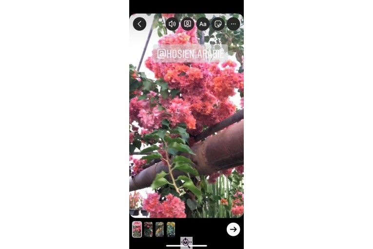 مجموعه گل و گیاه ماشالله در محلات