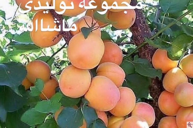 مجموعه گل و گیاه ماشالله در محلات