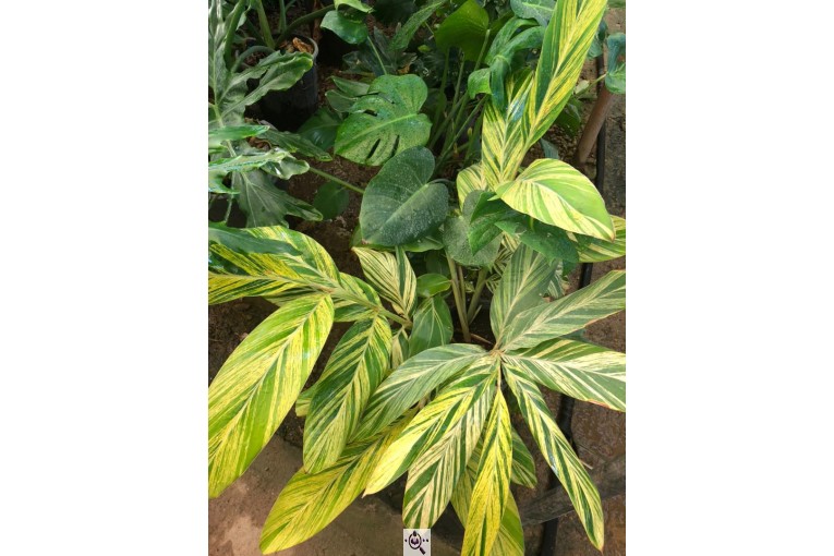 مجموعه گل و گیاه ماشالله در محلات