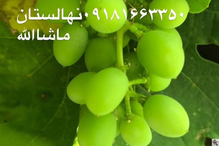 مجموعه گل و گیاه ماشالله در محلات