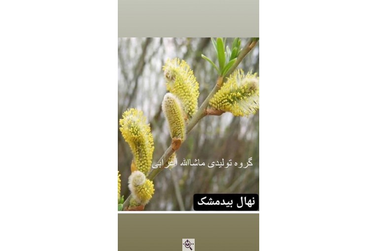 مجموعه گل و گیاه ماشالله در محلات