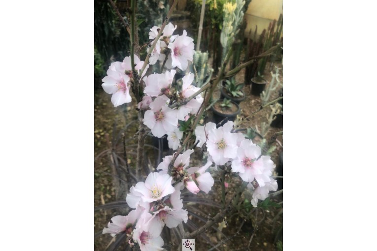 مجموعه گل و گیاه ماشالله در محلات