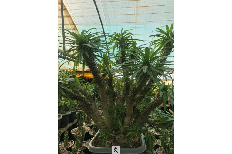 مجموعه گل و گیاه ماشالله در محلات