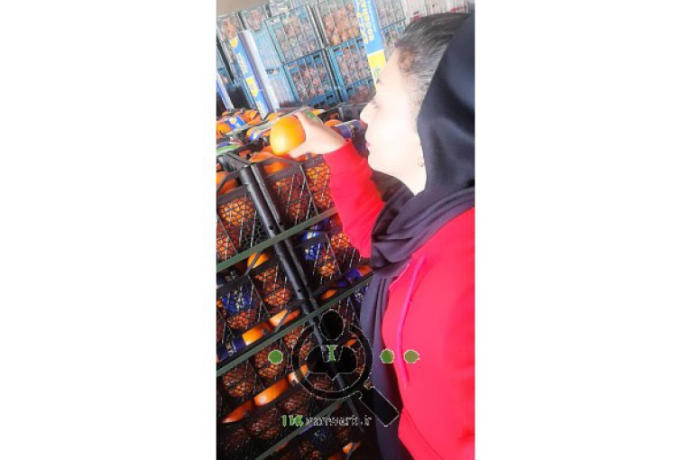 سورتینگ مرکبات محبوب در قائمشهر