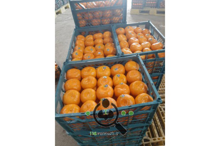 سورتینگ مرکبات محبوب در قائمشهر