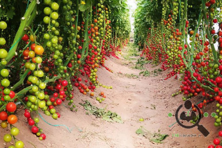 سورتینگ صیفی جات سبز گستر در اصفهان