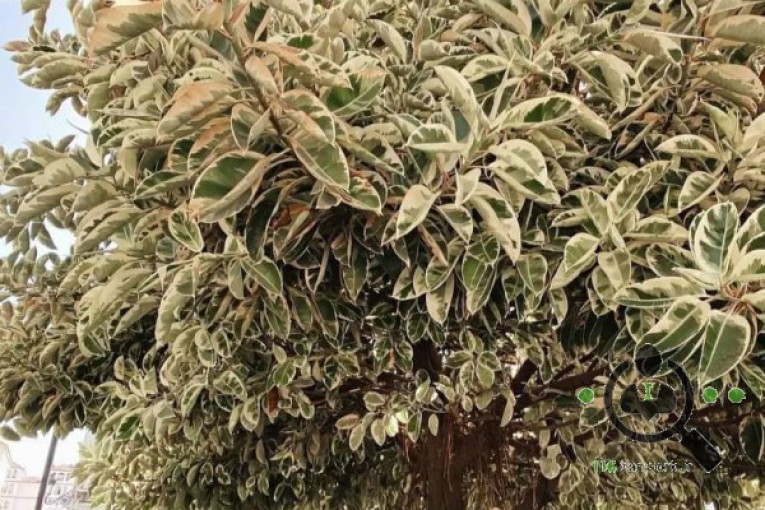 گلخانه لاریسا در مبارکه اصفهان 