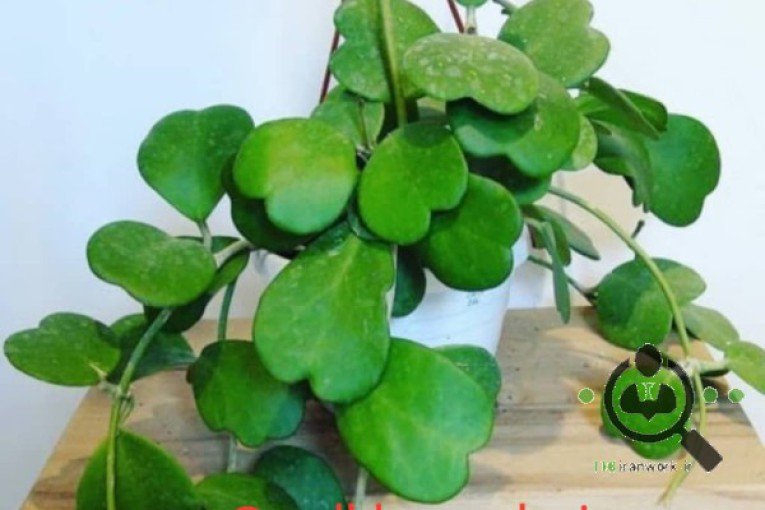 گلخانه لاریسا در مبارکه اصفهان 