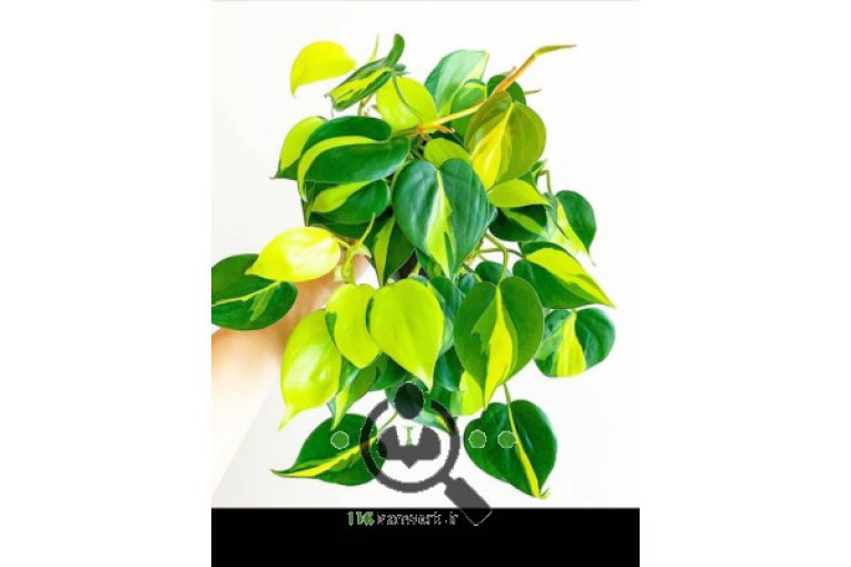 گلخانه لاریسا در مبارکه اصفهان 