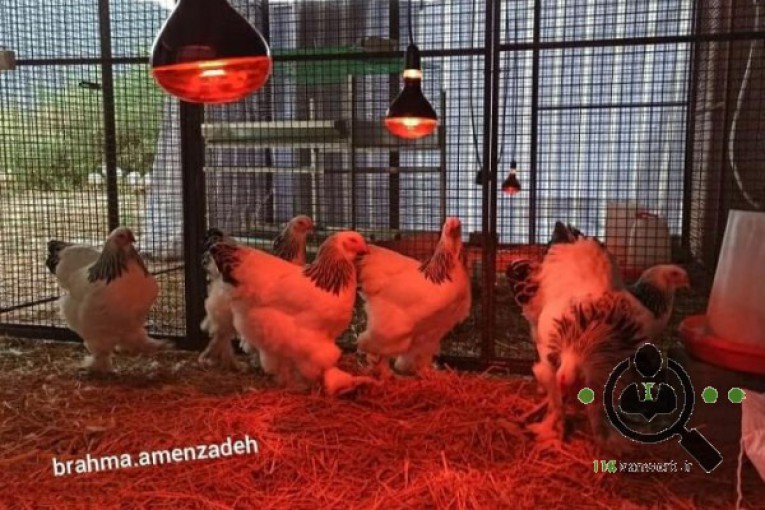 مرغ و خروس برهما رومانی در ماسال