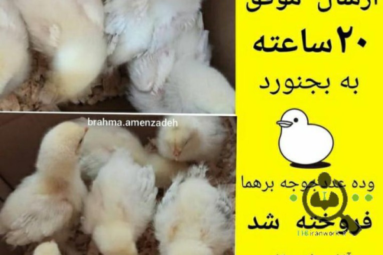 مرغ و خروس برهما رومانی در ماسال