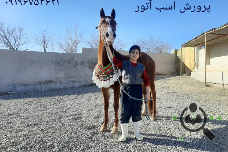 مرکز خرید و فروش اسب آتور در زنجان
