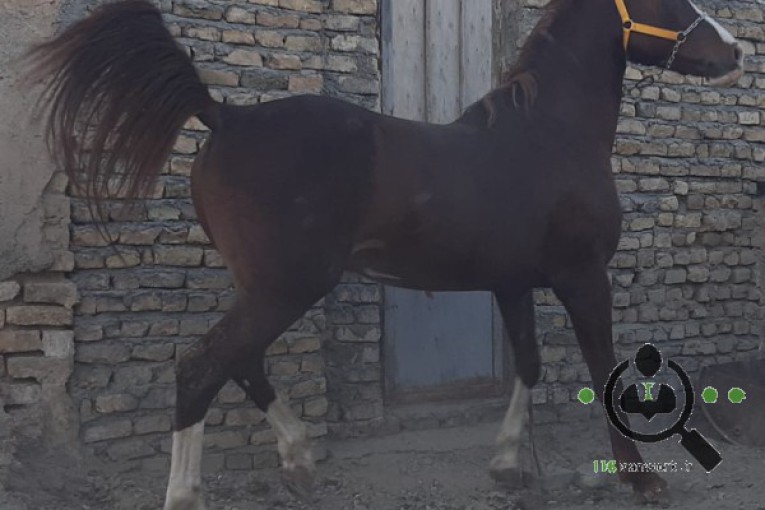 مرکز خرید و فروش اسب آتور در زنجان
