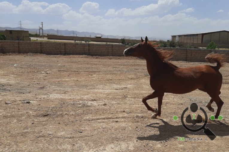 مرکز خرید و فروش اسب آتور در زنجان