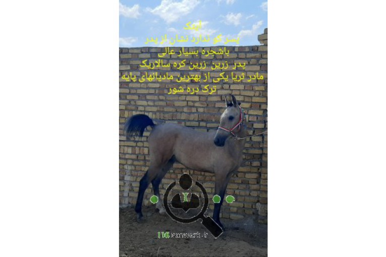 مرکز خرید و فروش اسب آتور در زنجان