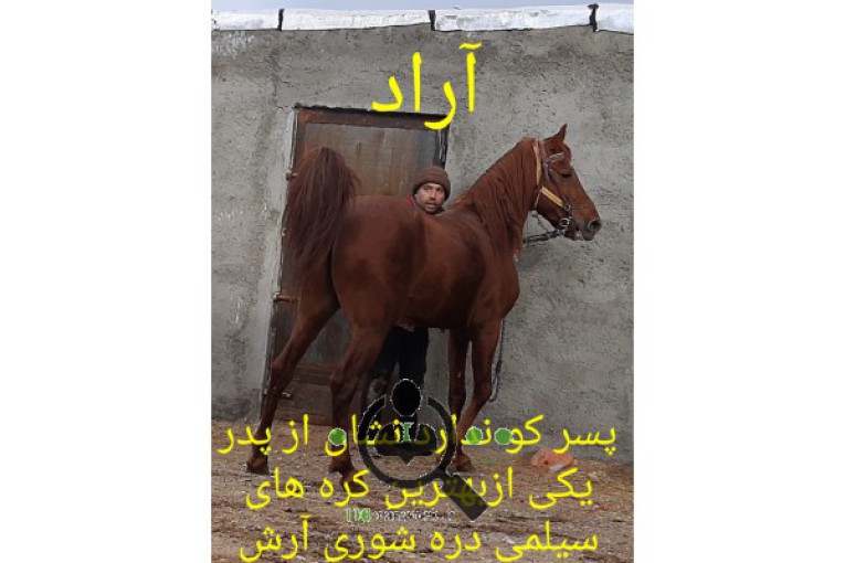مرکز خرید و فروش اسب آتور در زنجان