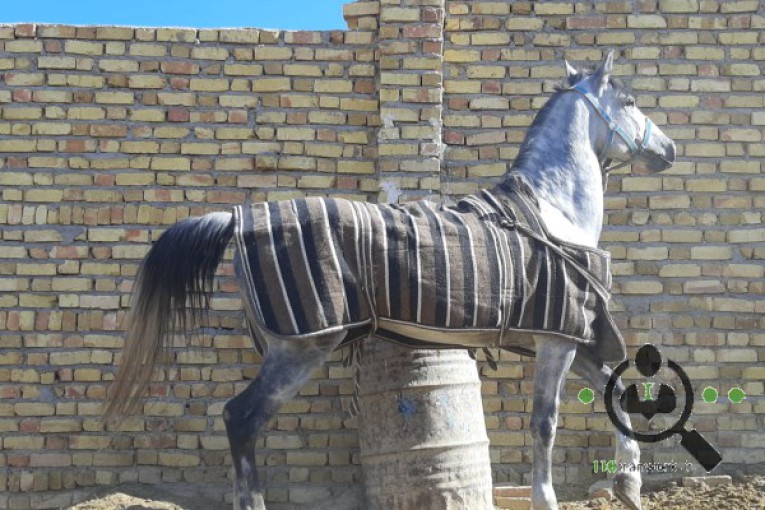 مرکز خرید و فروش اسب آتور در زنجان