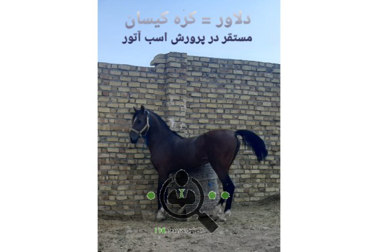 مرکز خرید و فروش اسب آتور در زنجان