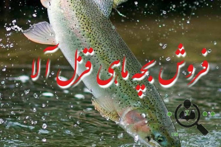تکثیر ماهی قزل آلا هاشمی در یزد